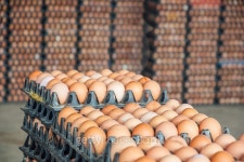 Eggs from chicken farm in the package 이미지 (497352764) - 게티이미지뱅크 Eggs from chicken farm in the package