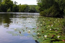 Pond and Lilies 이미지 (482139594) - 게티이미지뱅크 Pond and Lilies