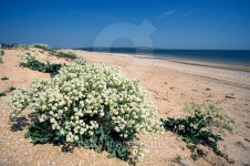 Blooming Katran on a wild beach of the Azov sea 이미지 (481043424) - 게티이미지뱅크 Blooming Katran on a wild beach of the... 