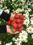 Palms full strawberries above camomiles 이미지 (477840494) - 게티이미지뱅크 Palms full strawberries above camomiles