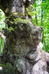 The old oak in the shape of a bear in the woods. 이미지 (495728404) - 게티이미지뱅크 The old oak in the shape of a bear in the... 