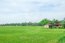 Green Rice field 이미지 (469214114) - 게티이미지뱅크 Green Rice field