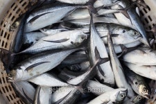 fresh fish in basket 이미지 (496826744) - 게티이미지뱅크 fresh fish in basket