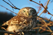 Owl 이미지 (480311016) - 게티이미지뱅크 Owl