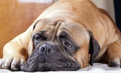 big sad dog 이미지 (498458356) - 게티이미지뱅크 big sad dog