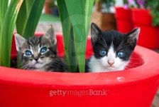 gatitos en macetero 이미지 (532395553) - 게티이미지뱅크 gatitos en macetero