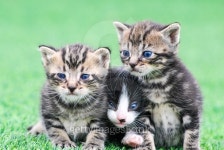 gatitos 이미지 (532226909) - 게티이미지뱅크 gatitos