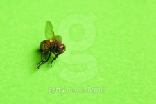Dead house fly on green background 이미지 (473336356) - 게티이미지뱅크 Dead house fly on green background
