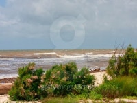 Salt Cedar Texas Coast 이미지 (482854888) - 게티이미지뱅크 Salt Cedar Texas Coast