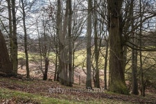 English countryside landscype 이미지 (488009776) - 게티이미지뱅크 English countryside landscype