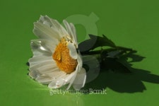 north pole flower and the drops in the green 이미지 (499573344) - 게티이미지뱅크 north pole flower and the drops in the green