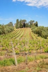 vineyard 이미지 (492986636) - 게티이미지뱅크 vineyard