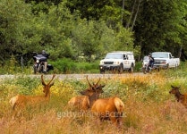 Touring with Elk. 이미지 (480472256) - 게티이미지뱅크 Touring with Elk.