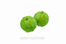 Guavas 이미지 (492096678) - 게티이미지뱅크 Guavas