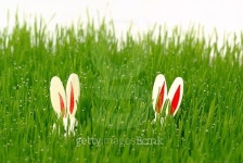 Easter Bunny 이미지 (490182654) - 게티이미지뱅크 Easter Bunny