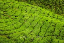 Tea plantations in state Kerala, India 이미지 (485000928) - 게티이미지뱅크 Tea plantations in state Kerala, India