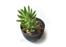 small plant 이미지 (483647272) - 게티이미지뱅크 small plant