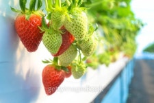 fresh organic strawberry 이미지 (466296180) - 게티이미지뱅크 fresh organic strawberry