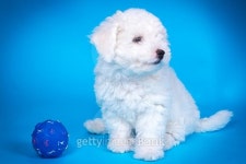 Cute puppy with toy on blue background 이미지 (480129156) - 게티이미지뱅크 Cute puppy with toy on blue background