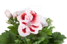Flowers of a two-color geranium 이미지 (493218250) - 게티이미지뱅크 Flowers of a two-color geranium