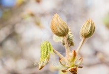 너티버드(Nutty bud) | spring chestnut bud 이미지 (471707482) - 게티이미지뱅크 spring chestnut bud