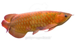 arowana fish 이미지 (497516170) - 게티이미지뱅크 arowana fish