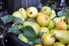 Freshly Picked Pears 이미지 (480317544) - 게티이미지뱅크 Freshly Picked Pears