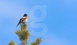 Brambling sitting in the top of a pine tree singing 이미지 (487418414) - 게티이미지뱅크 Brambling sitting in the top of a...