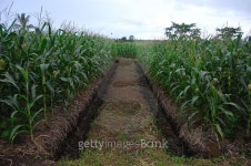 Corn plantation with ditch 이미지 (502844072) - 게티이미지뱅크 Corn plantation with ditch