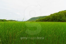 Grassy landscape. 이미지 (477612260) - 게티이미지뱅크 Grassy landscape.