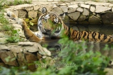 Tiger 이미지 (501033616) - 게티이미지뱅크 Tiger