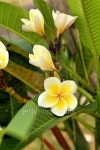 Plumeria in a nature at the garden. 이미지 (477557040) - 게티이미지뱅크 Plumeria in a nature at the garden.