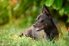 Black Chihuahua Dog at the green meadow 이미지 (485249634) - 게티이미지뱅크 Black Chihuahua Dog at the green meadow