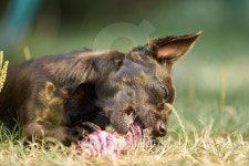 Cute black chihuahua dog play and bite 이미지 (485250106) - 게티이미지뱅크 Cute black chihuahua dog play and bite