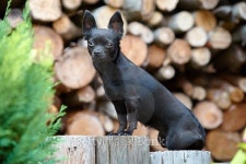 Black Chihuahua dog portrait 이미지 (485250110) - 게티이미지뱅크 Black Chihuahua dog portrait