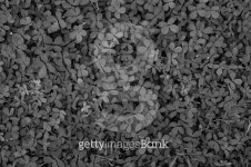 Tiny leaves monochrome background, Texture 이미지 (478825358) - 게티이미지뱅크 Tiny leaves monochrome background, Texture