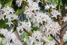 Coffee Flowers 이미지 (537487803) - 게티이미지뱅크 Coffee Flowers