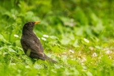 Common Blackbird portrait 이미지 (473880262) - 게티이미지뱅크 Common Blackbird portrait
