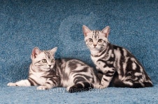 Two american shorthaired kitten on blue sofa 이미지 (492807450) - 게티이미지뱅크 Two american shorthaired kitten on blue sofa