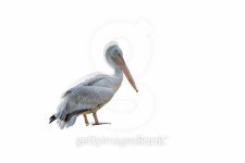 Pelican 이미지 (495902642) - 게티이미지뱅크 Pelican