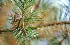 Cone on a pine tree 이미지 (466237800) - 게티이미지뱅크 Cone on a pine tree