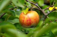 Apple on tree 이미지 (471385162) - 게티이미지뱅크 Apple on tree