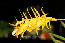 Cattleya Orchids 이미지 (472473514) - 게티이미지뱅크 Cattleya Orchids