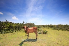cow and pastures - green field farming on hills 이미지 (488276836) - 게티이미지뱅크 cow and pastures - green field farming on... 