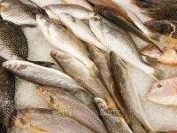 Fresh fish frozen 이미지 (491813254) - 게티이미지뱅크 Fresh fish frozen
