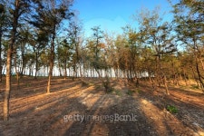 Casuarina coastal forest in Vietnam 이미지 (493535902) - 게티이미지뱅크 Casuarina coastal forest in Vietnam
