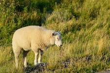 sheep 이미지 (499489340) - 게티이미지뱅크 sheep