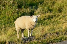 sheep 이미지 (499489592) - 게티이미지뱅크 sheep
