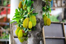 Jack fruit tree 이미지 (471962608) - 게티이미지뱅크 Jack fruit tree