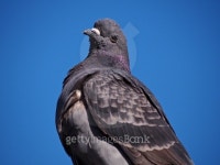 é’ç©ºä¸‹ã€å¯æ„›ã„ç›®ã‚’ã—ã¦ã‚‹ãƒãƒˆ 이미지 (475212882).....